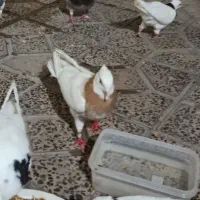 یه جفت کبوتر