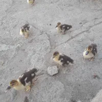 جوجه اردک