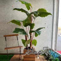 تولید و پخش درختچه مصنوعی و درختچه شکوفه