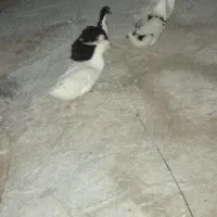اوردک چاق چله