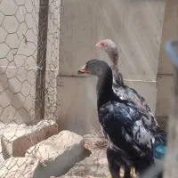 لاری مرغ و خروس