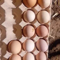 تخم مرغ محلی