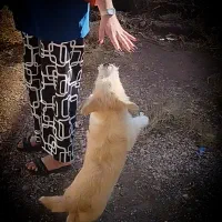 فروش  یک توله سگ خوشگل بازیگوش و مهمتر خیلی باهوش