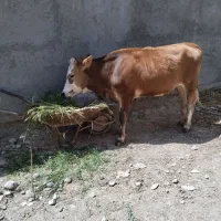 یک عدد گوساله ماده برای عید قربان