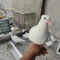 کبوتر|پرنده|جم, |دیوار