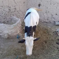 گاو