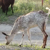 کهر صلاله آبستن