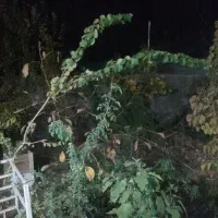 اجاره ویلا با تمام میوه ها