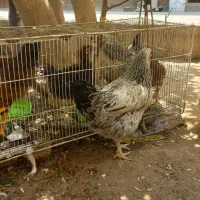 مرغ تخمی فروش فوری