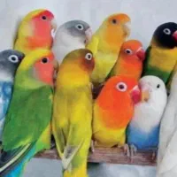 طوطی برزیلی پیدا کردم