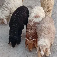 بره