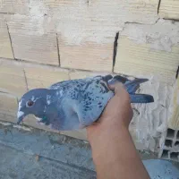 کبوتر