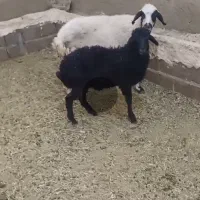 میش با بره