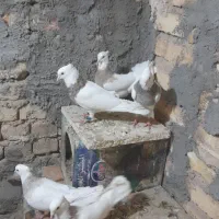 طوقی هفرنگ فروشی