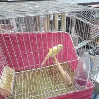 قناری ماده درشت