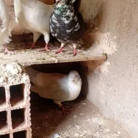2جفت کبوتر