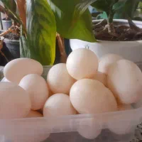 تعدادی تخم اردک