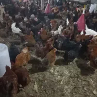 مرغ تخمگذار رسمی جوان