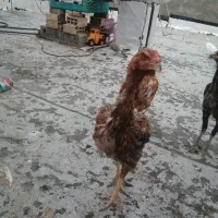 جوجه مرغ لاری