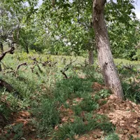 باغ انگور|فروش زمین و ملک کلنگی|تهران, بریانک|دیوار