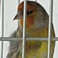 سهره قناری