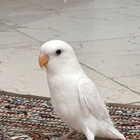 طوطی برزیلی