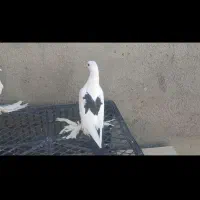 کبوتر