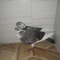 فروش|پرنده|رومشکان, |دیوار