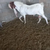 پازن و بز پاکستانی