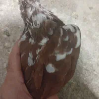 کبوتر