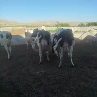 گاو سوپر شیر وزن بالا