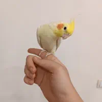 جفت عروس هلندی لوتینو چشم شرابی