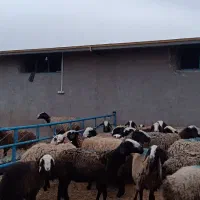 گوسفند نژاد شال
