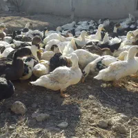 اردک|حیوانات مزرعه|رباط‌کریم, رباط‌کریم|دیوار