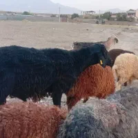 قوچ همو