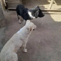 فروش سگ نر و لاس معاوضه با جو یا گندم