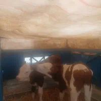 تهیه گوساله برای مشتریان شهرستانی