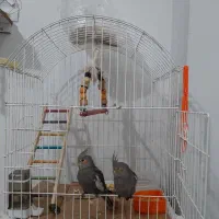 عروس هلندی