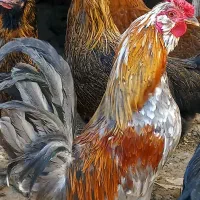 تخم مرغ نطفه دار