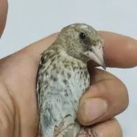 شاه جوجه سهره گردن کلفت خرم اباد نیس در جهان