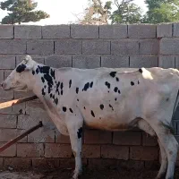 باسلام گاو شیری