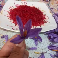 فروش زعفران صادراتی خراسان