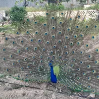 طاوس نر مست
