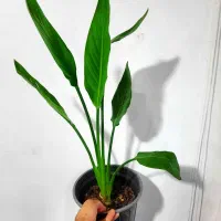 گل گیاه پرنده بهشتی گیاه بادام