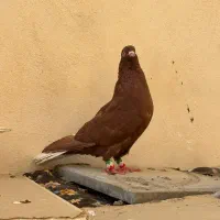 کبوتر