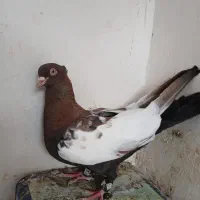 کبوتر