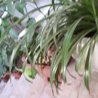 گل طبیعی همراه با گلدان