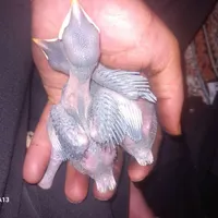 دوعدد جوجه مینا