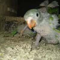 طوطی سبز ملنگو