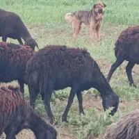 سگ‌گله